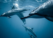 国安多年联赛客场未赢泰山，国安主帅：目前是打破魔咒的好机会